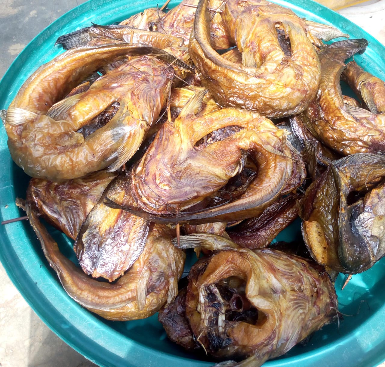 Abori fish